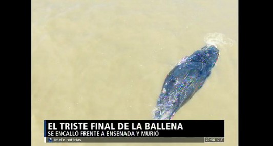 Usarán un barco para intentar devolver al mar a la ballena encallada en Mar del Plata