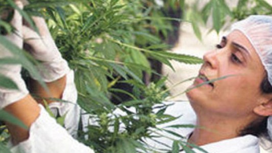 Proponen que se incorpore al sistema público de salud santafesino el aceite de cannabis