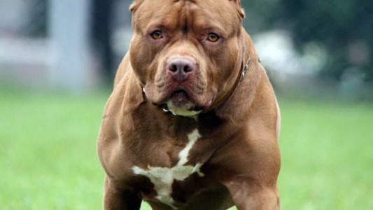 Un perro casi le arranca la pierna a ladrón y salvó a sus dueños de un asalto