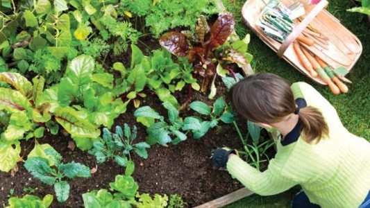 Capacitarán a docentes en huerta agroecológica y alimentación saludable