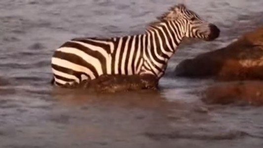 Video: dos cocodrilos atacaron a una cebra en el agua y logró escapar