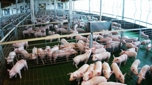 El acuerdo con China para producir carne de cerdo prevé una inversión de US$ 3.800 millones