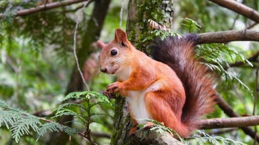 Alerta en Estados Unidos: la peste bubónica mató a un hombre de 20 años