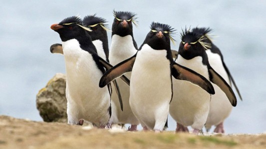 Más de la mitad de los pingüinos del mundo están en peligro de extinción