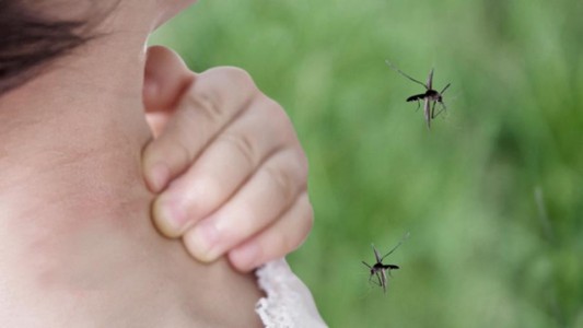 Pandemia aumenta riesgo de muerte por enfermedades trasmitidas por mosquitos, según la OPS