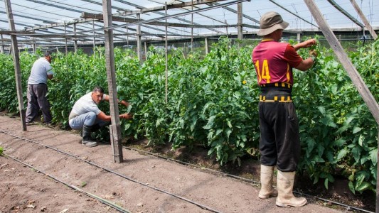 Capacitarán laboralmente a presos de cárceles bonaerenses para promover trabajo agropecuario