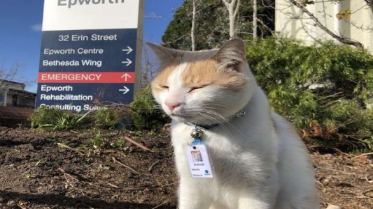 Un gato que se convirtió en guardia de seguridad en un hospital de Canadá
