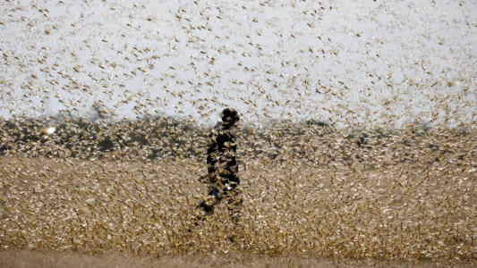 Descubren que una feromona irresistible provoca la plaga de langostas