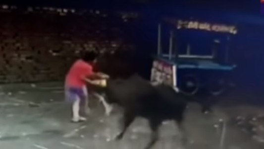 Video: a patadas, defendió a su hermanito cuando lo atacó un toro suelto en la calle