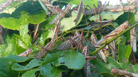 Mangas de langostas afectan a las provincias del norte argentino