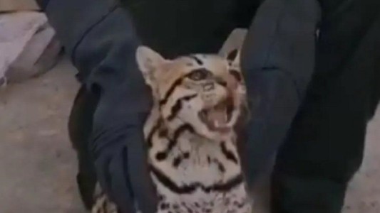 Una familia encontró a un leopardo en el baño de su casa