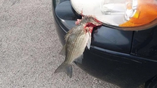 Le cayó un pescado del cielo cuando circulaba en su camioneta: la explicación