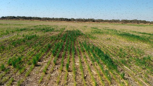 Video: Una manga de langostas "limpió" en dos horas un campo de trigo de 80 hectáreas