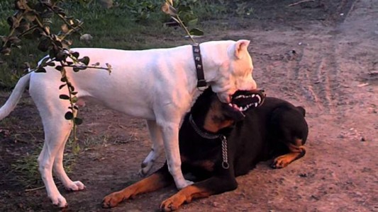 Senado bonaerense dio su aprobación a proyecto que obliga a dueños de perros "peligrosos" a tener un seguro