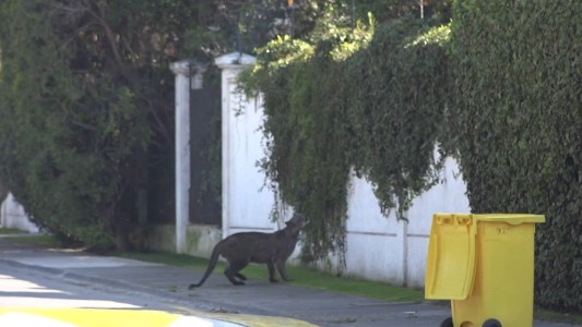 Sexto puma en las calles de Santiago de Chile durante la cuarentena