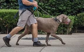 Alemania obligará a pasear a los perros dos veces al día