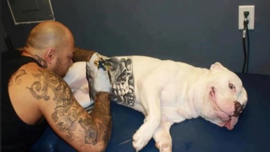 Polémica por una nueva moda: tatuar perros