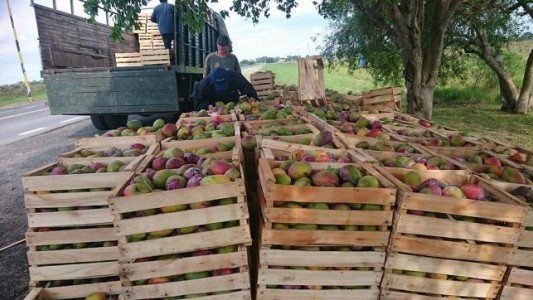 Decomisaron 13 toneladas de mangos en Formosa