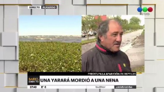 Alerta en la ribera: una yarará mordió a una nena en Acassuso