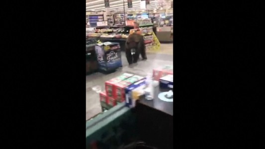 El oso que va a al supermercado