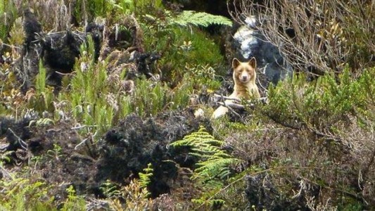 Tras 50 años, aparecen en la naturaleza los "perros cantores"