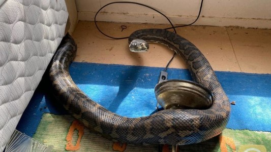 Visita de terror: dos pitones de tres metro rompieron el techo de una casa y cayeron en la cocina