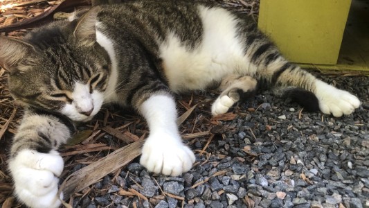 La casa de Hemingway sobrevive a la pandemia gracias a sus gatos "mutantes" de 6 dedos