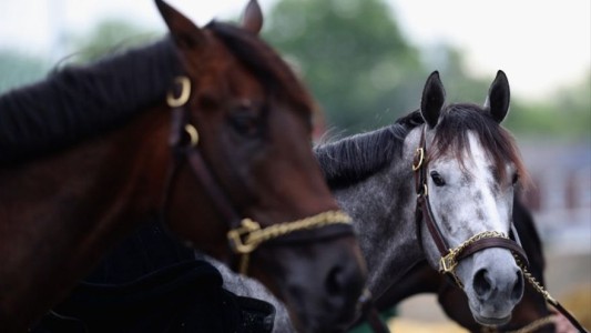 Misterio por la aparición de caballos mutilados: un detenido