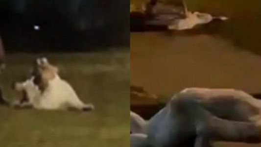 El video de la batalla campal en un casamiento: la novia peleando y rodando por el césped