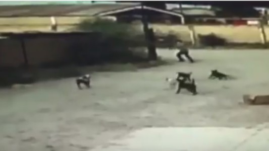Video: jauría mató a un hombre en la calle y sacrificarán a los perros