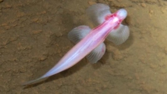 Científicos identifican 11 especies de peces que serían capaces de caminar