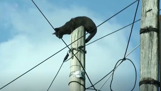 Nuevo Alberdi: rescataron a un gato que estuvo arriba de un poste durante dos días