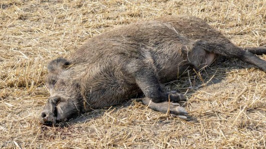 Alerta en Alemania por primer caso de peste porcina africana