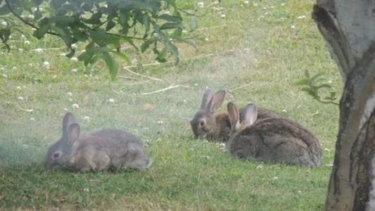Tras una medida judicial, descartan usar "gas fosfina" para matar conejos silvestres en Ushuaia