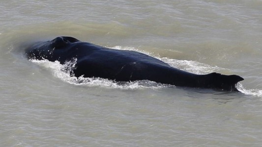 Intentan rescatar a una ballena que quedó varada en un río repleto de cocodrilos