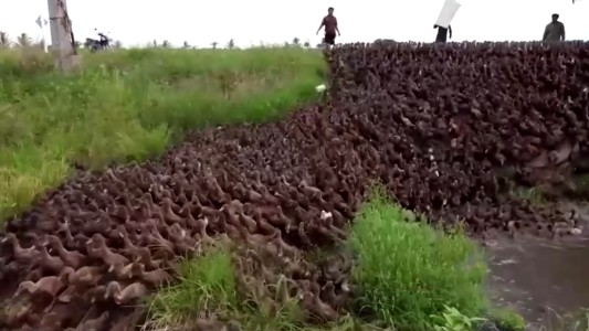 Miles de patitos en fila para limpiar un arrozal