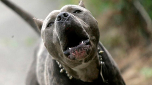 Una nena sufrió graves lesiones en su cara al ser atacada por un pitbull