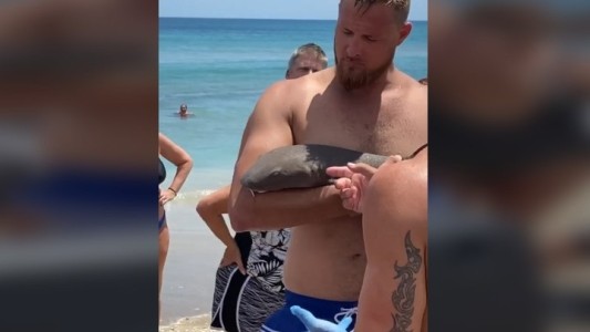 "Jugaba" con un tiburón gata y lo mordió en el brazo durante 45 minutos