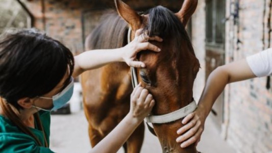 Encefalitis Equina del Este: alarma por caso sospechoso de infección humana en Estados Unidos