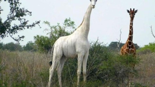 La foto de la última jirafa blanca que queda en África