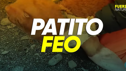"Patito feo": El lobo marino albino que puede ser excluido de su grupo