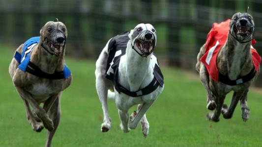 Promulgaron la ley que prohíbe las carreras de perros