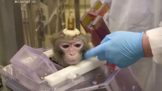 Fotos y video: denuncian la crueldad de estudios de cerebrales en monos en una universidad