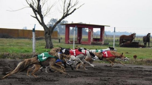 Justicia de Córdoba habilitó carreras de galgos porque aún no está vigente la ley