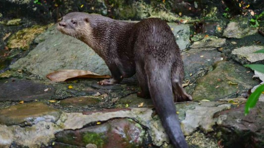 Descubrieron una nutria en su patio y sólo pudieron sacarla los bomberos