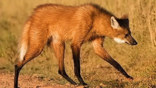 Subieron a redes fotos del aguará guazú que mataron y fueron detenidos