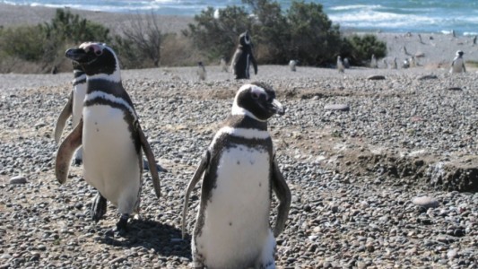 Los pingüinos comenzaron a llegar "sanos y fuertes" a las reservas de Chubut