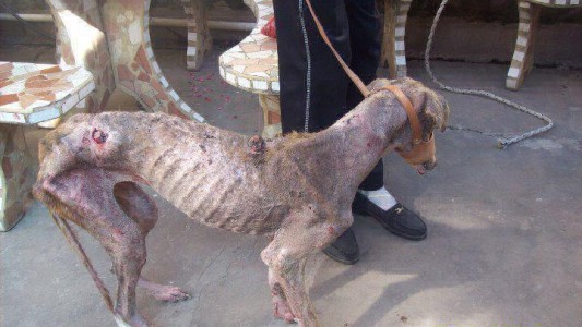 Denuncian abandono y matanza de perros galgos que eran sometidos a carreras