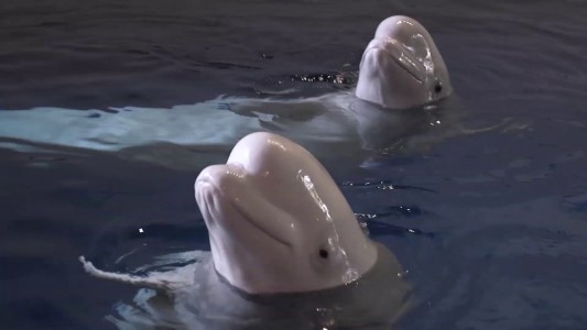 Dos belugas de 13 años nadaron en mar abierto por primera vez