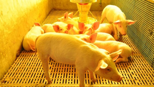 Aprobaron proyectos productivos agroalimentarios por más de 76 millones de pesos